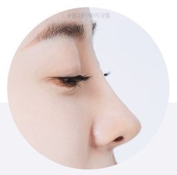 콧대/코끝